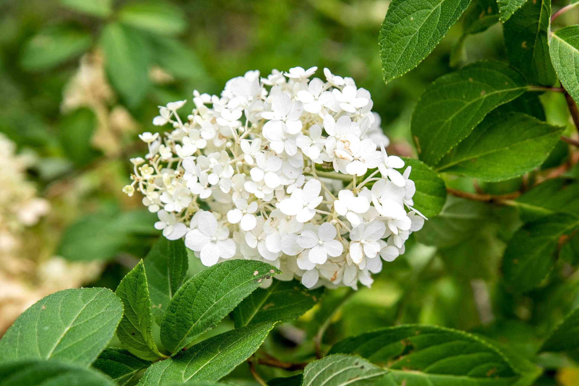 Hortensie 'Bobo' (Hydrangea paniculata 'Bobo') — imagine 1