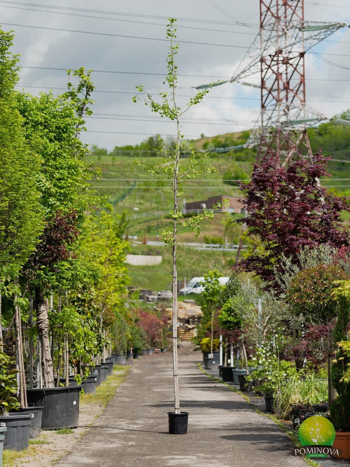 Ginkgo biloba — imagine 1