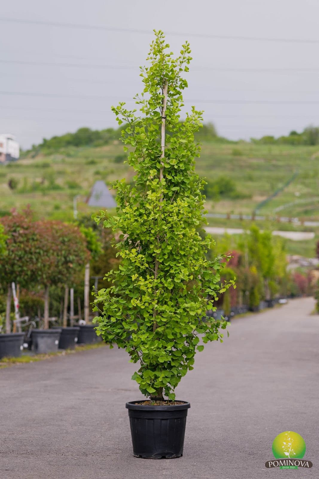Ginkgo Biloba fastigiat — imagine 1