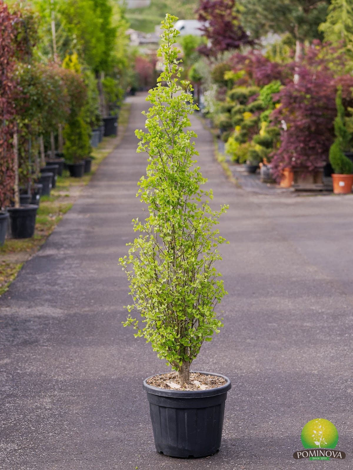 Ginkgo Biloba fastigiat (Ginkgo Biloba Fastigiata Selvans) — imagine 2