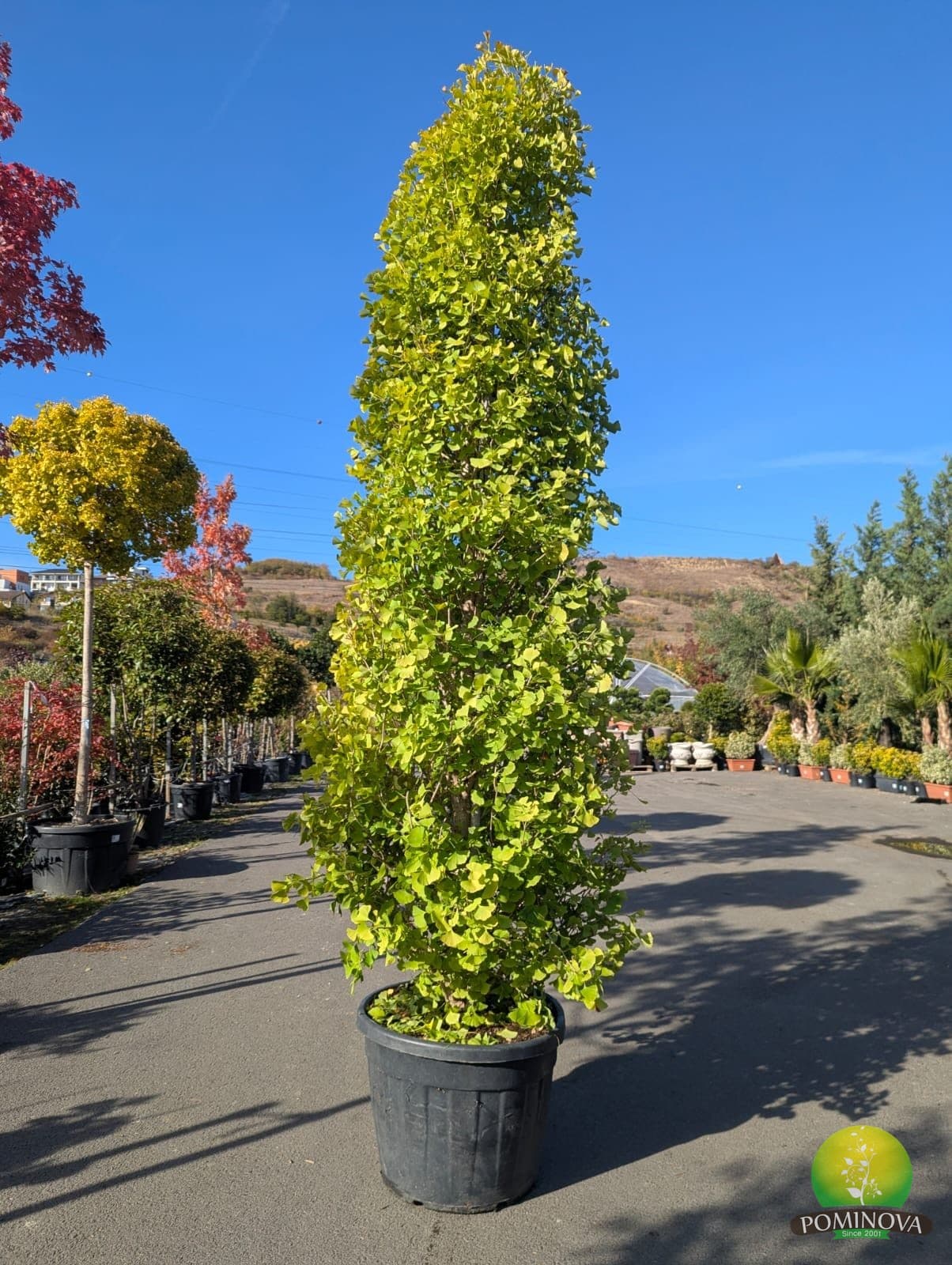 Ginkgo columnar ‘Fastigiata Blagon’ (Ginkgo biloba ‘Fastigiata Blagon’) - imagine 1