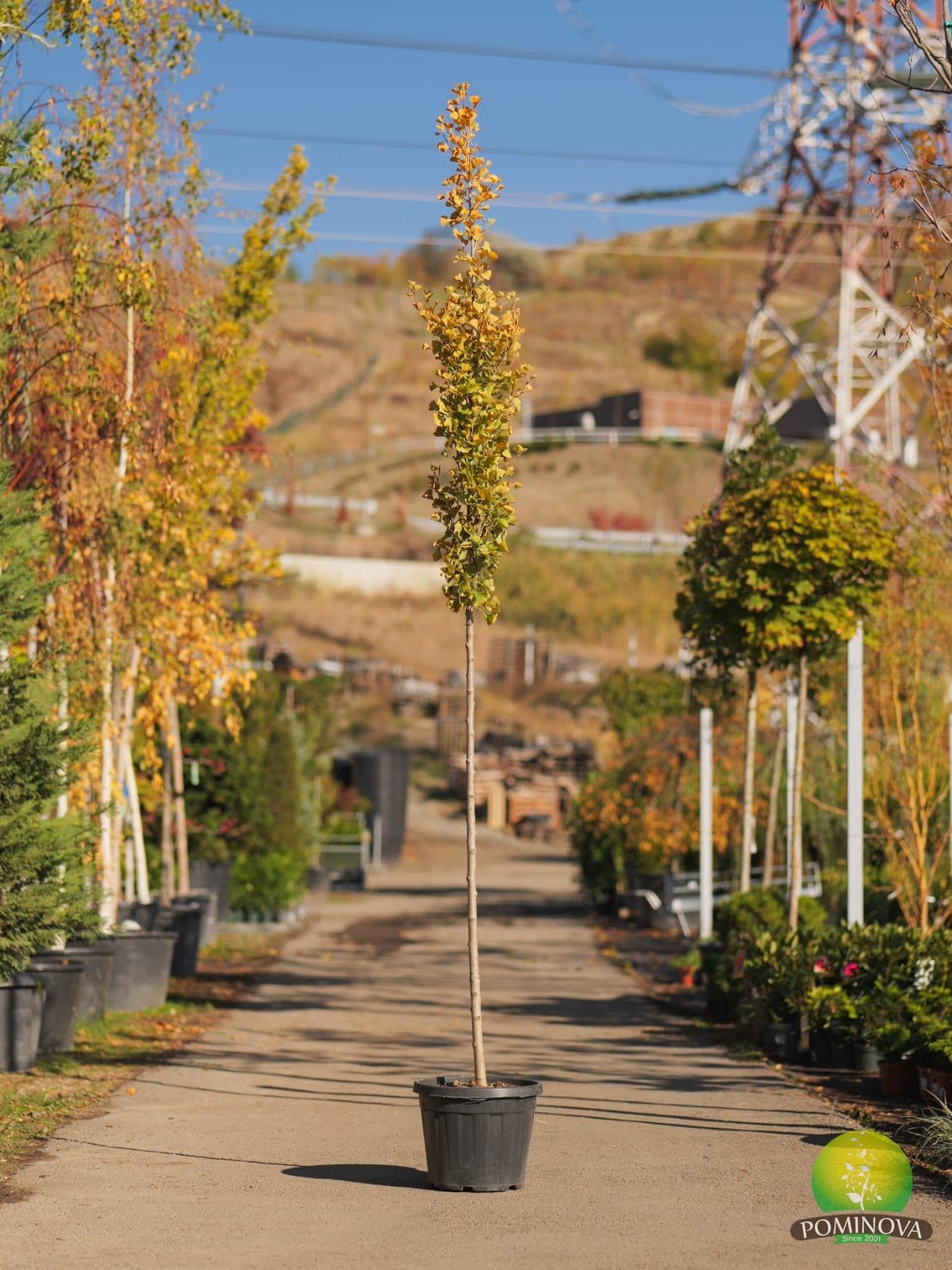 Ginkgo columnar ‘Fastigiata Feronia’ (Ginkgo biloba ‘Fastigiata Feronia’) - imagine 1