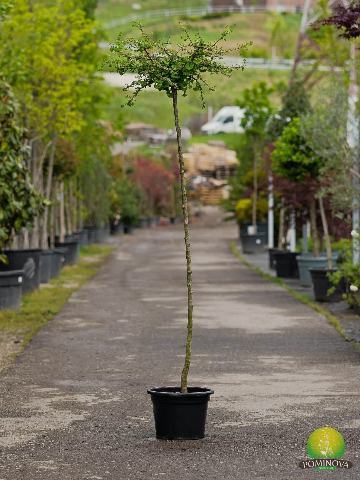Ginkgo pitic Mariken — imagine 1