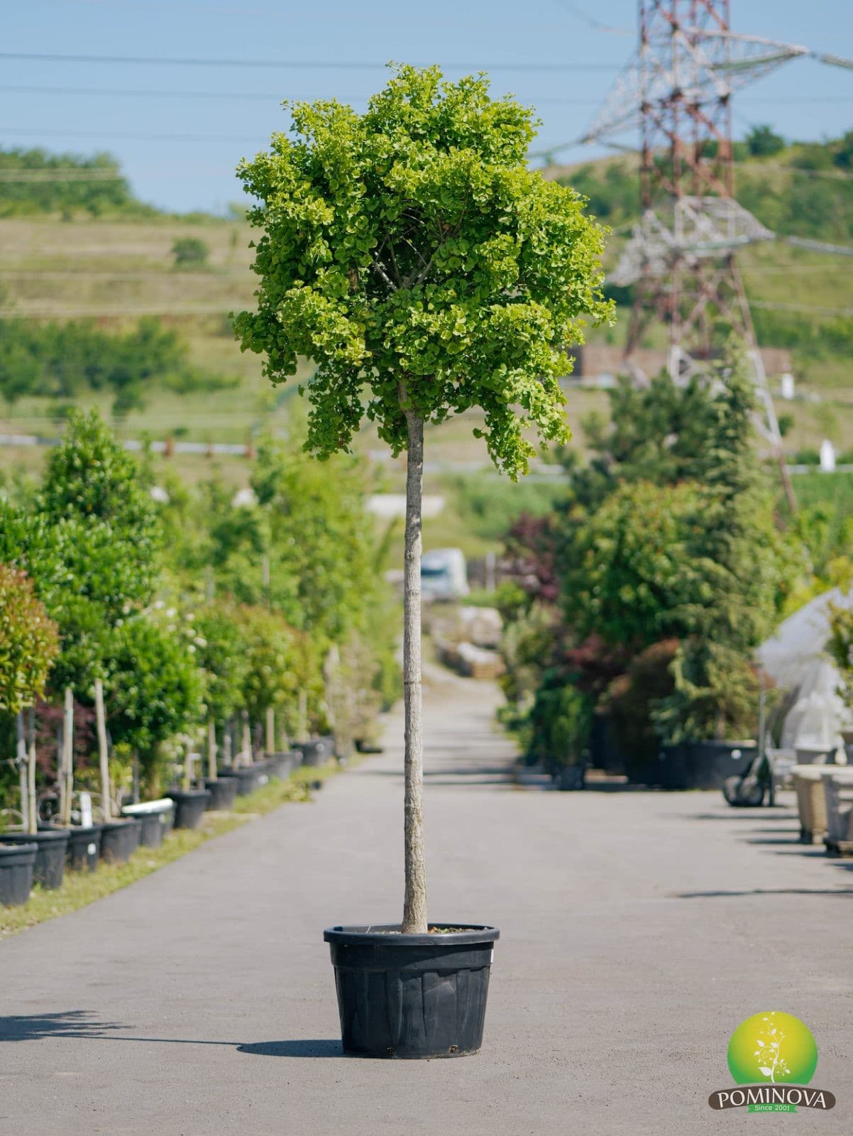 Ginkgo pitic Mariken (Ginko bil. mariken) — imagine 1