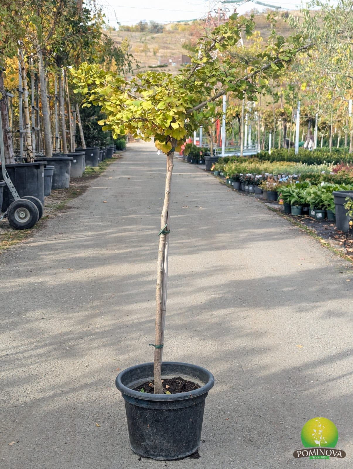 Ginkgo pitic Mariken (Ginko biloba 'Mariken') - imagine 3