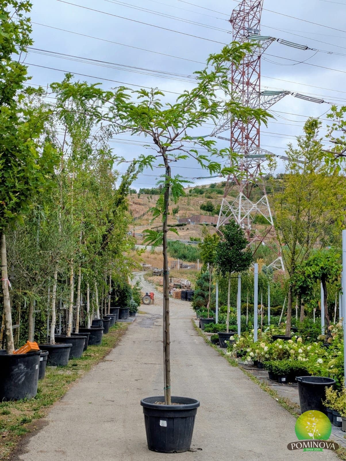 Glădiță 'Sunburst' (Gleditsia triacanthos 'Sunburst') — imagine 1