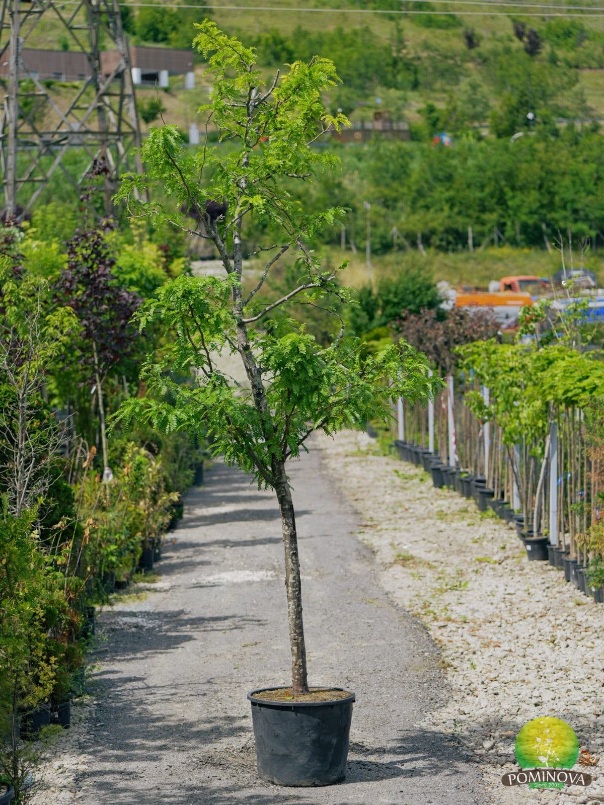 Glădiță (Gleditsia triacanthios) — imagine 1