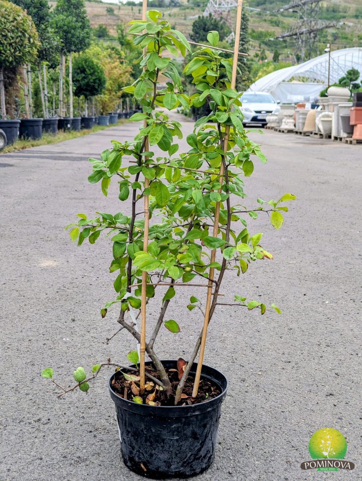 Gutui japonez (Chaenomeles speciosa 'Kinshiden') — imagine 1