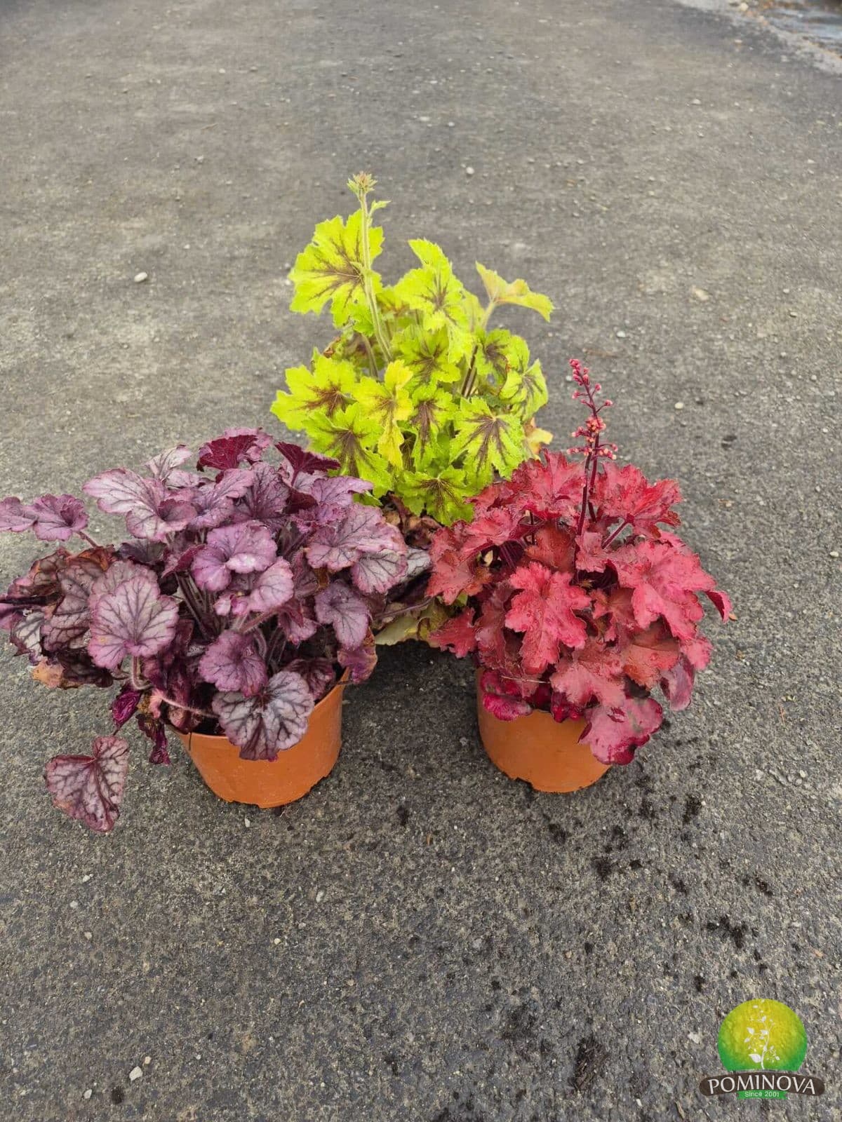 Heuchera — imagine 1