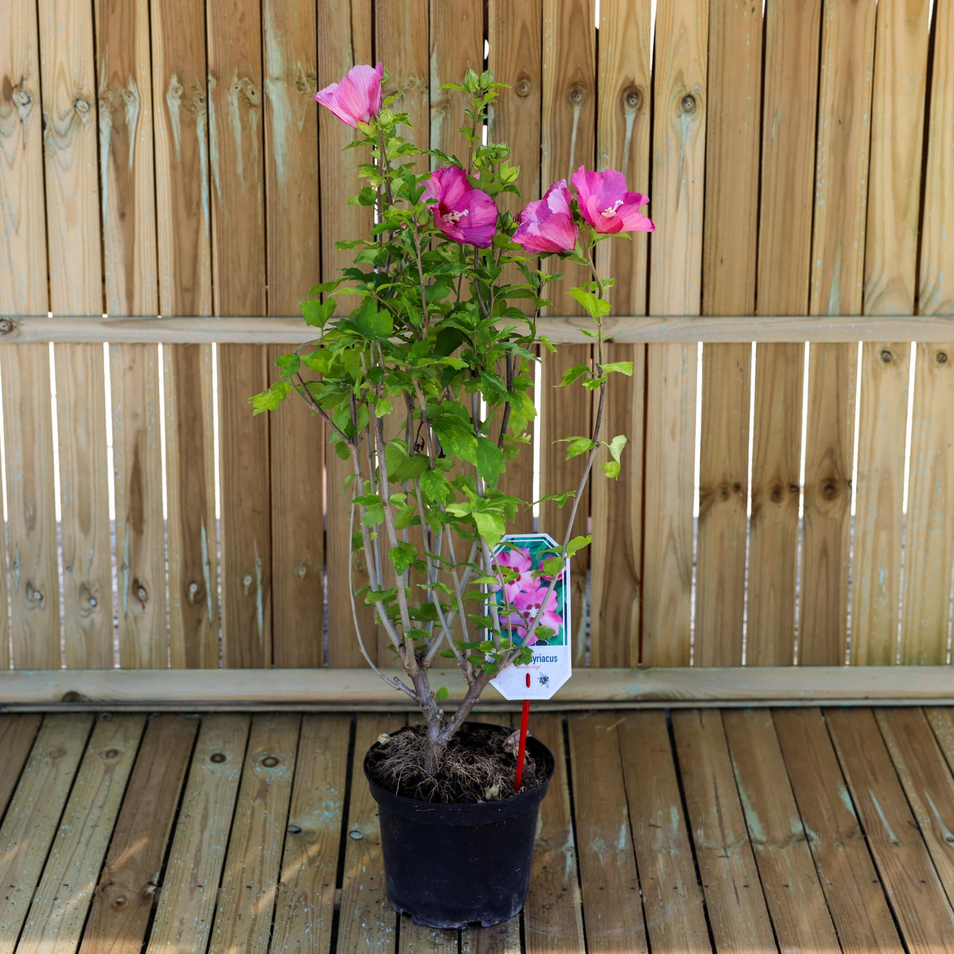 Zămoșiță de Syria (Hibiscus syriacus) — imagine 1