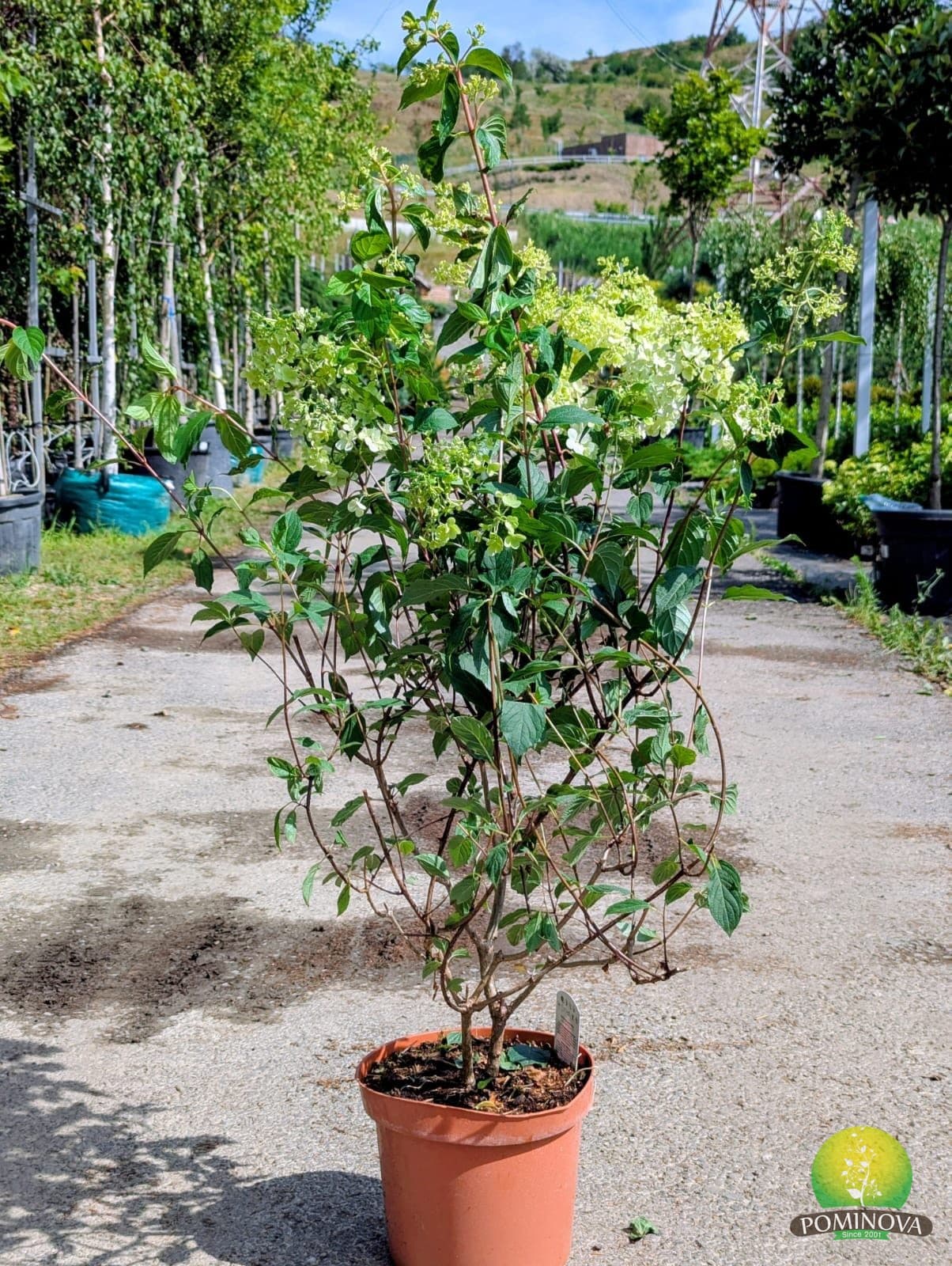 Hortensie 'Vanille Fraise' (Hydrangea paniculata 'Vanille Fraise')