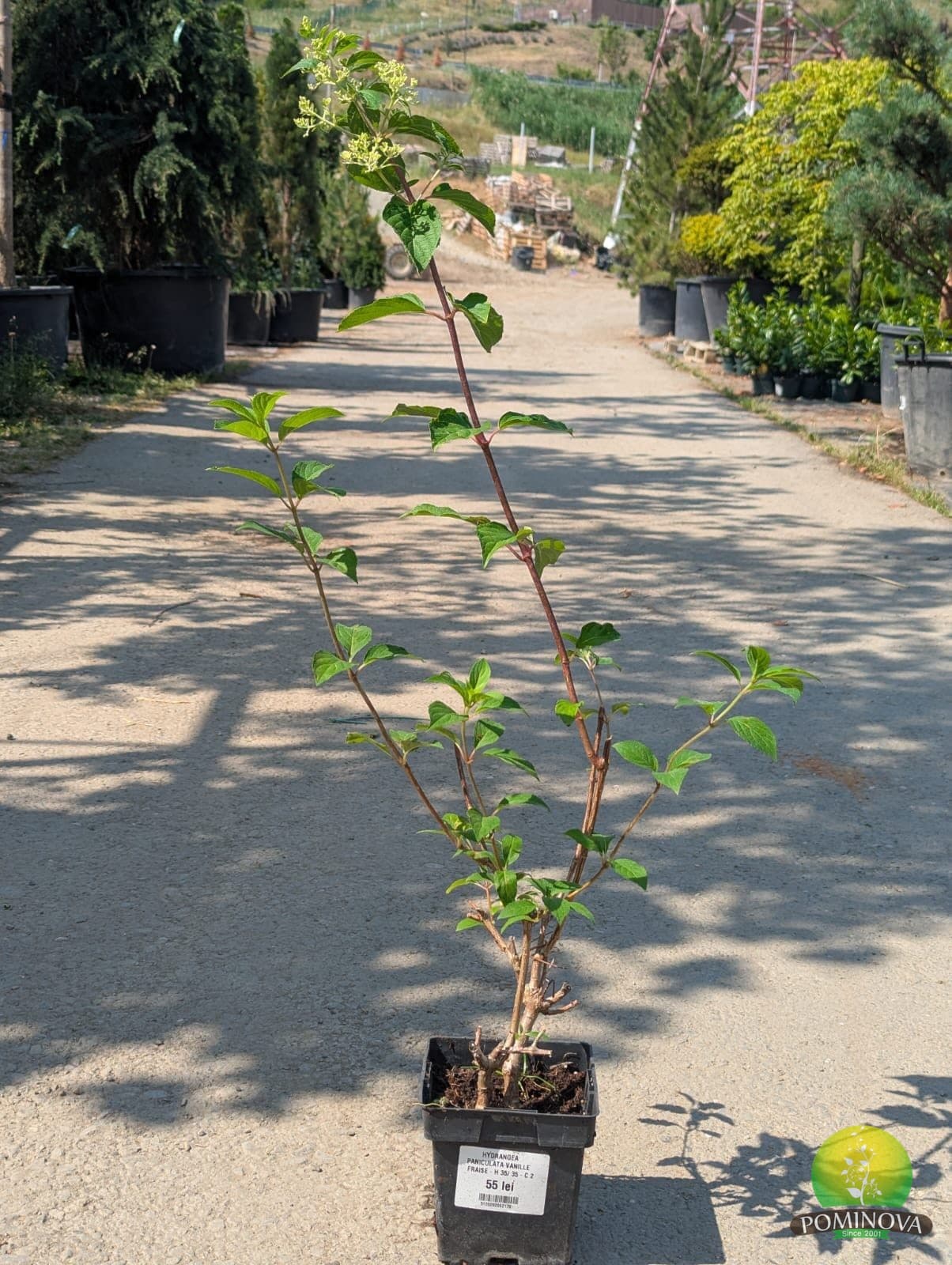 Hortensie 'Vanille Fraise' (Hydrangea paniculata 'Vanille Fraise') — imagine 1
