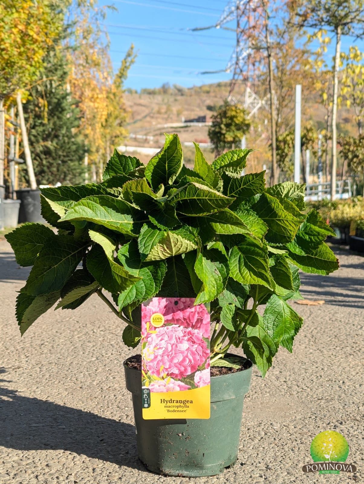 Hortensie ‘Bodensee’ (Hydrangea macrophylla ‘Bodensee’) - imagine 1