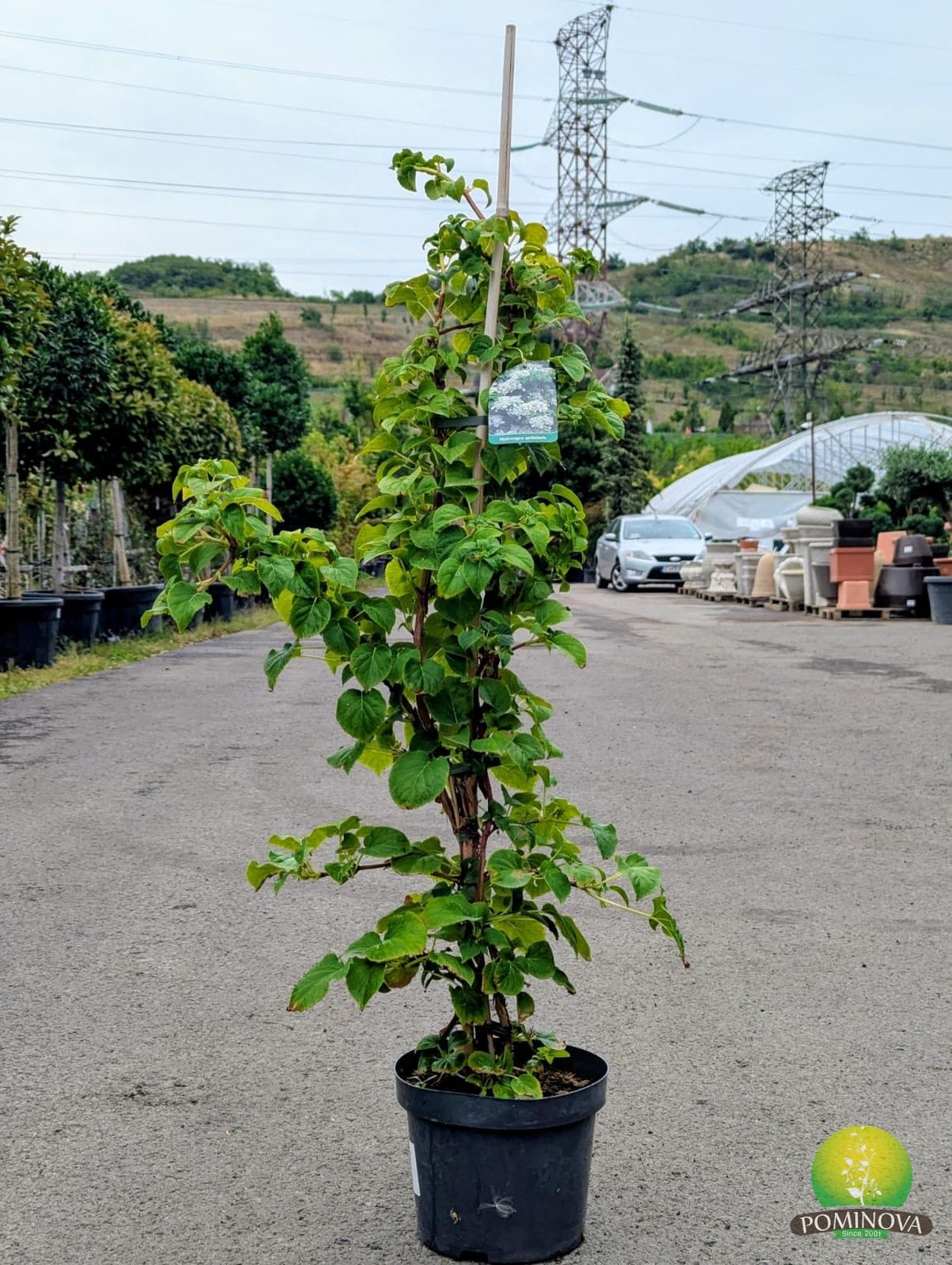 Hortensie cățărătoare (Hydrangea anomala 'Petiolaris') — imagine 1