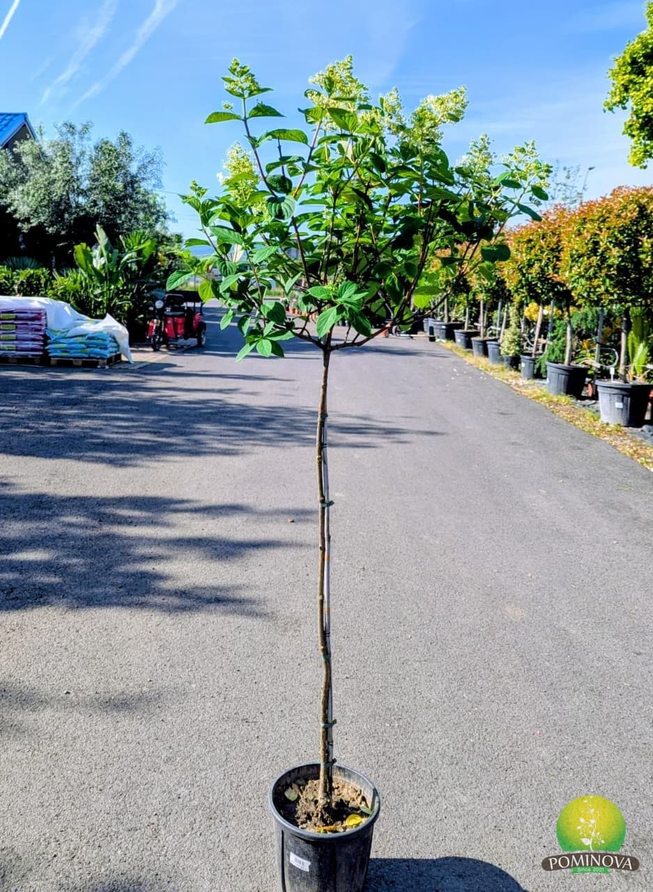 Hortensie de soare - Altoită pe trunchi (Hydrangea paniculata )