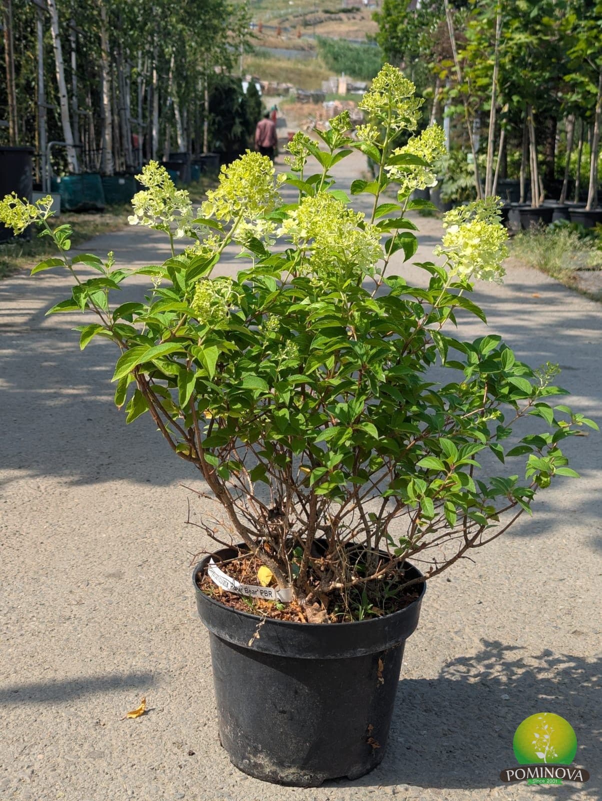 Hortensie de soare 'Polar Bear' (Hydrangea paniculata 'Polar Bear')