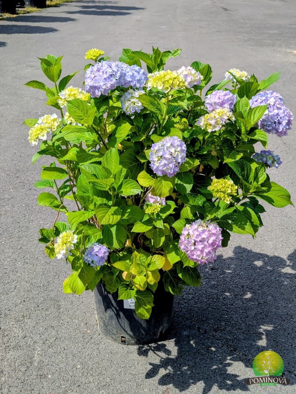 Hortensie de umbra (Hydrangea macrophylla)