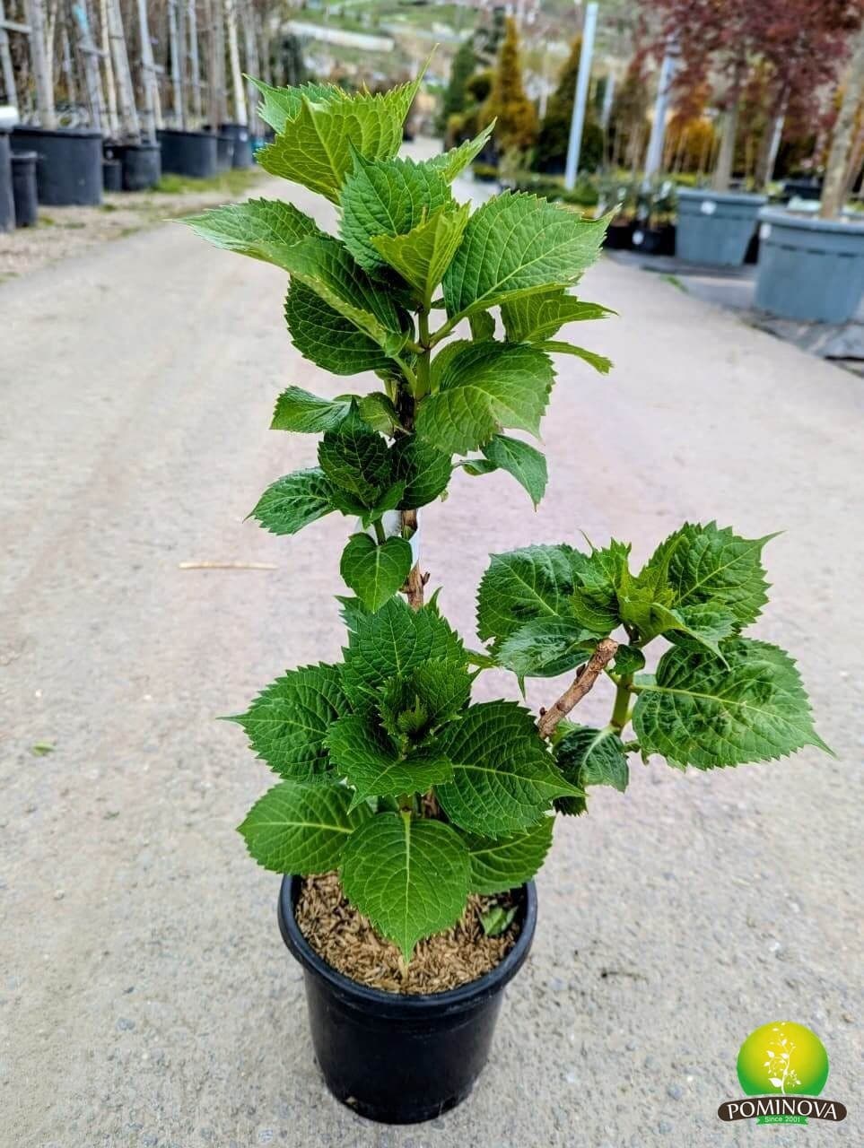 Hortensie de umbra (Hydrangea macrophylla) - imagine 5