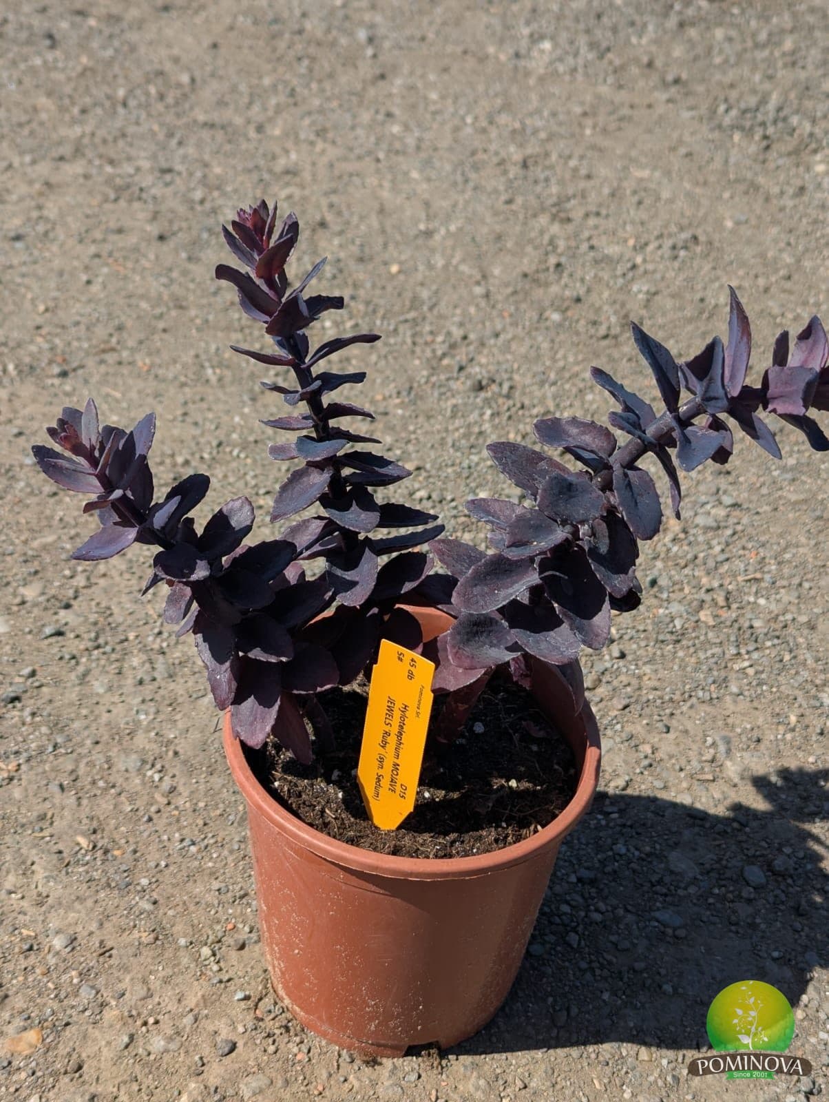 Hylotelephium - Iarbă grasă (Hylotelephium 'Mojave Jewels Ruby') — imagine 1