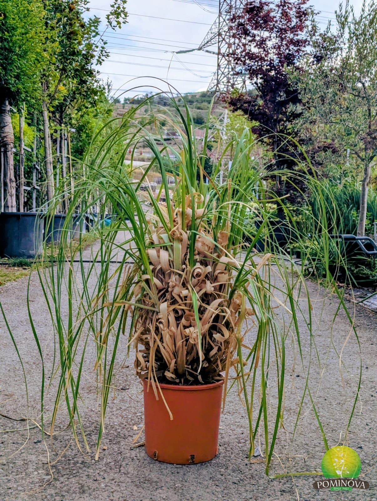 Iarbă de pampas (Cortaderia selloana) — imagine 1