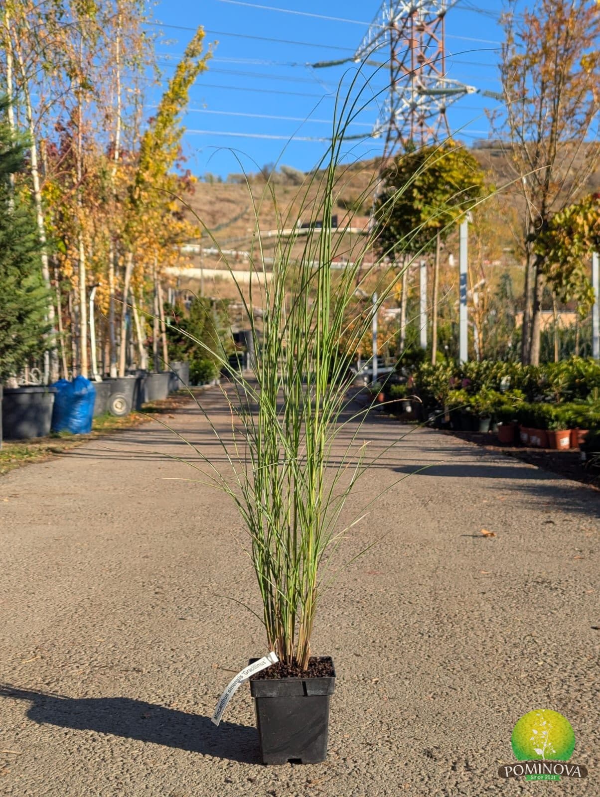 Iarbă ornamentală chinezească (Miscanthus sinensis ‘Gracillimus’) - imagine 1