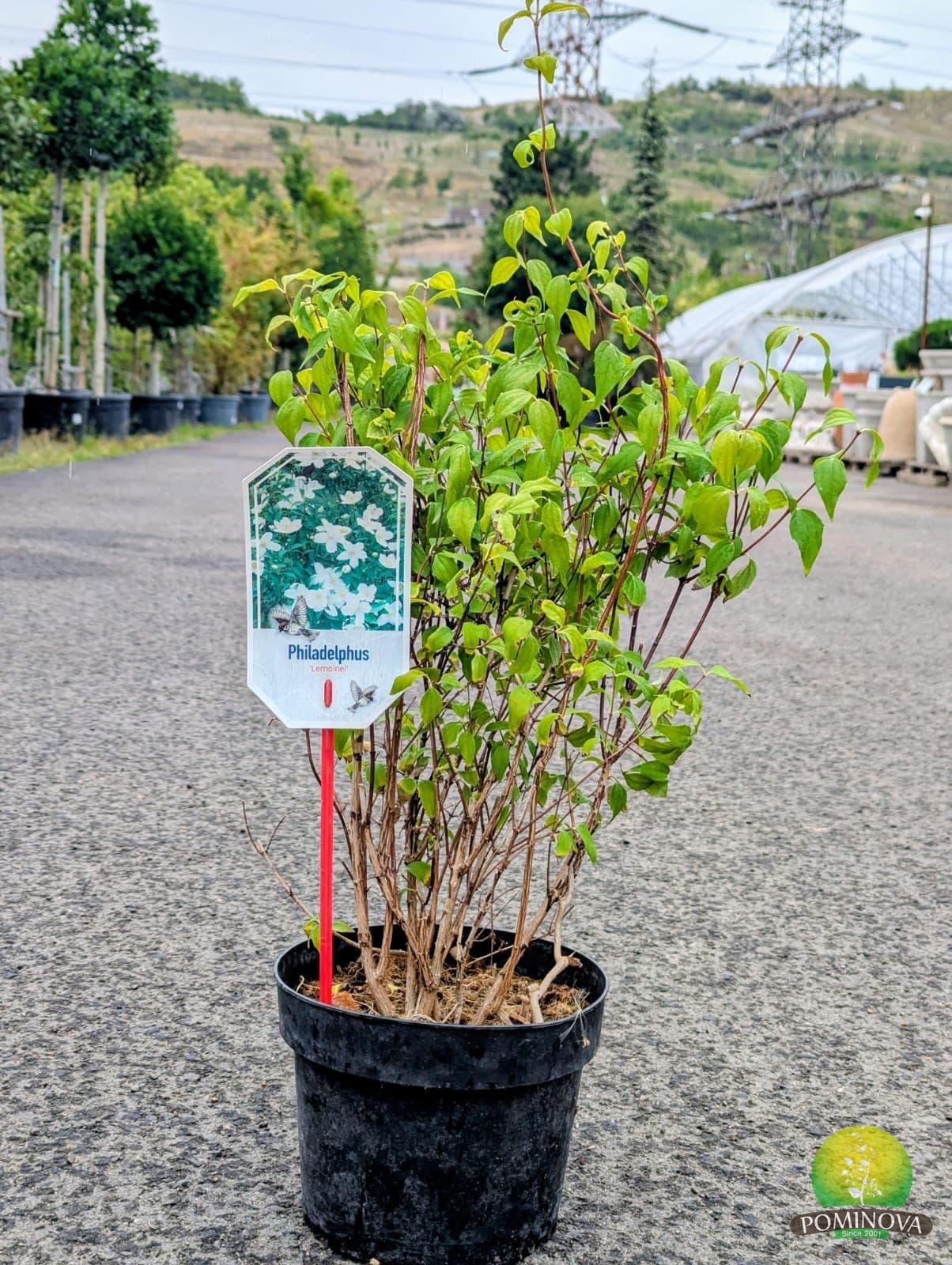 Iasomie de grădină (Philadelphus lemoinei) — imagine 1