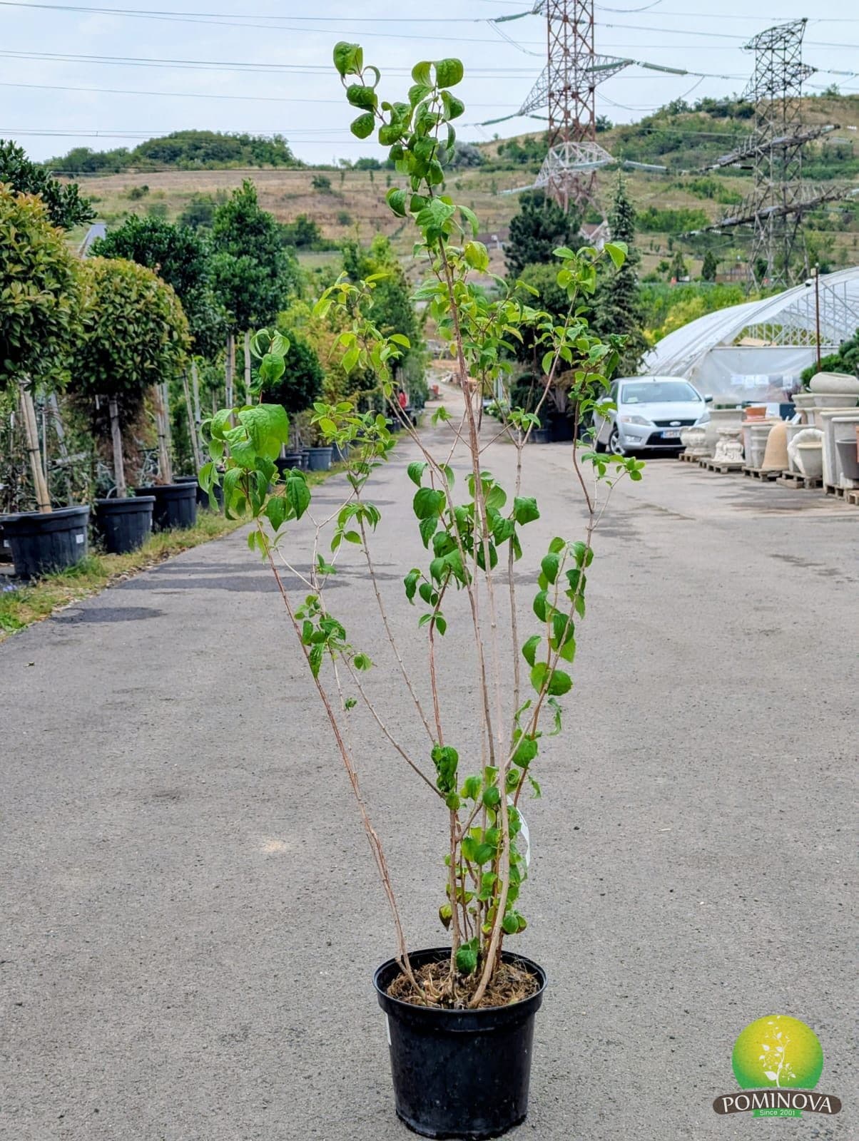 Iasomie de grădină (Philadelphus virginal) — imagine 1