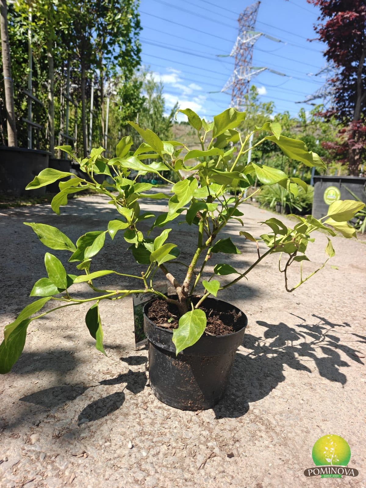 Iederă (Hedera colchica 'Arborescens') — imagine 1