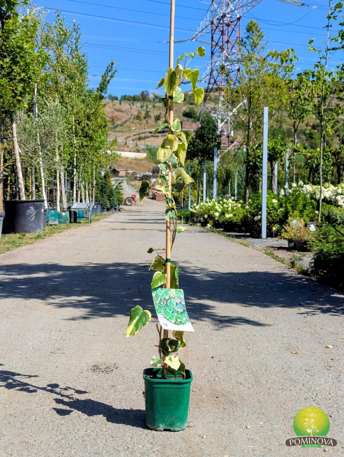 Iedera de Caucaz 'Dentata Variegata' (Hedera colchica 'Dentata Variegata') — imagine 1
