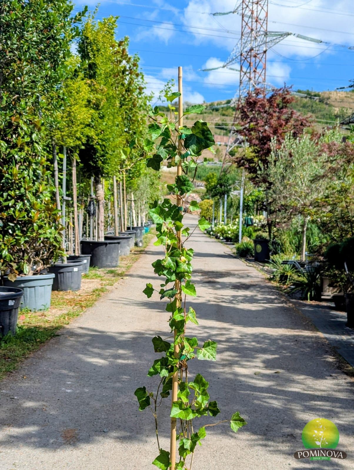 Iederă irlandeză (Hedera hibernica) — imagine 1