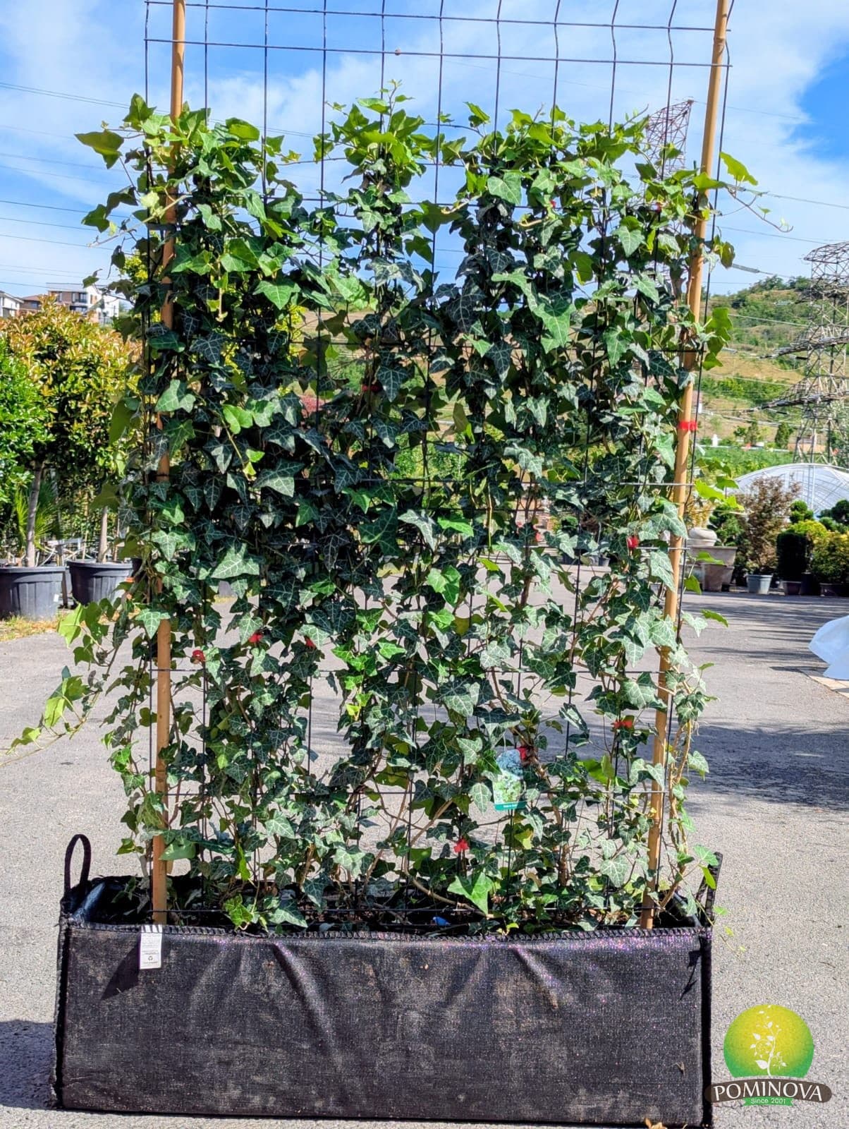 Iederă pe spalier (Hedera helix - Spalliera) — imagine 1