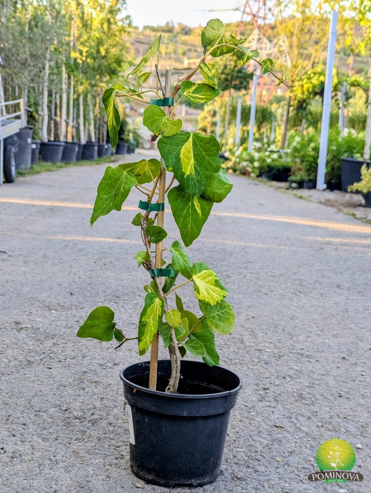 Iederă Sulphur Heart (Hedera colchica 'Sulphur Heart') — imagine 5