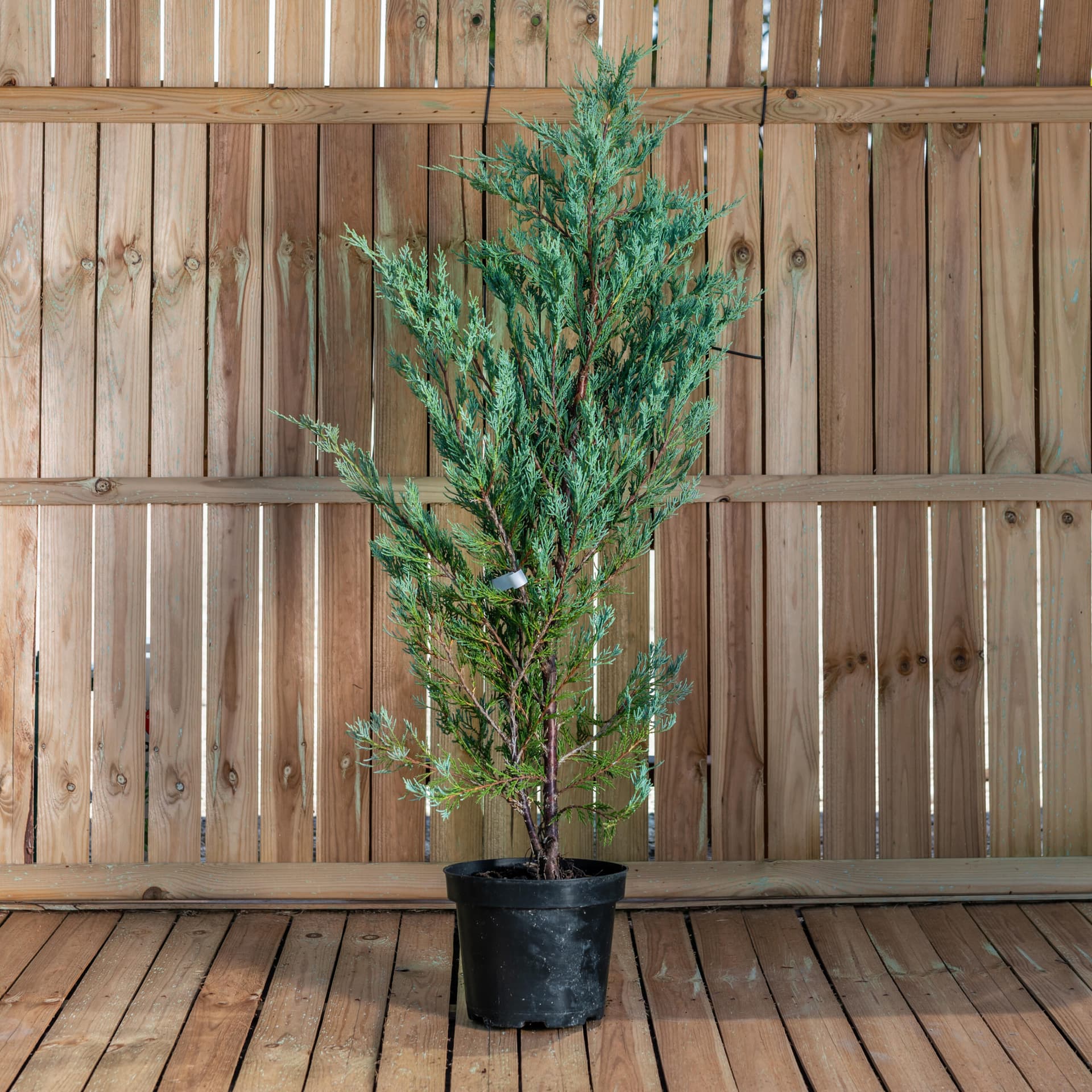 Ienupar albastru (Juniperus scopulorum 'Moonglow') — imagine 1