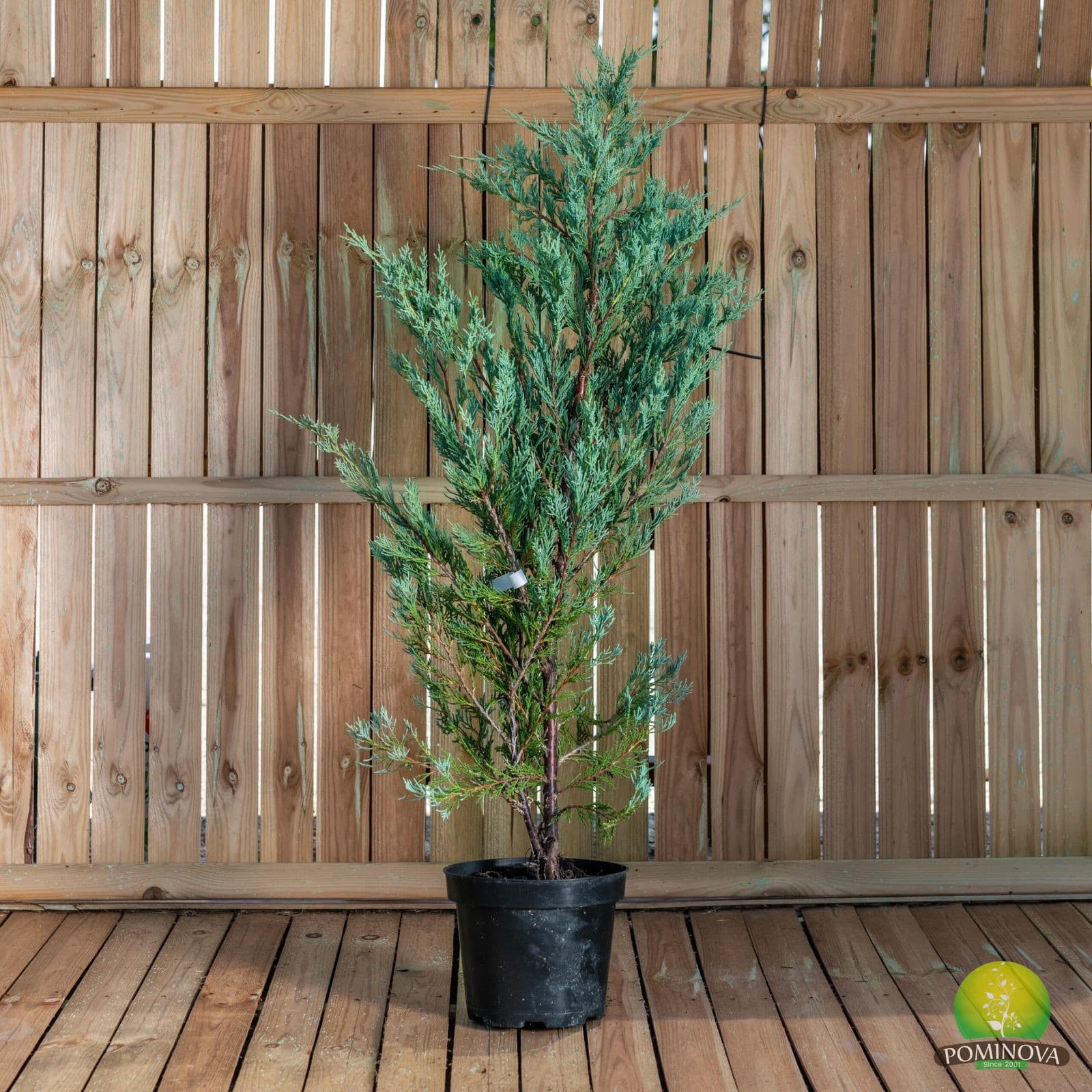 Ienupar albastru (Juniperus scopulorum 'Moonglow') - imagine 4
