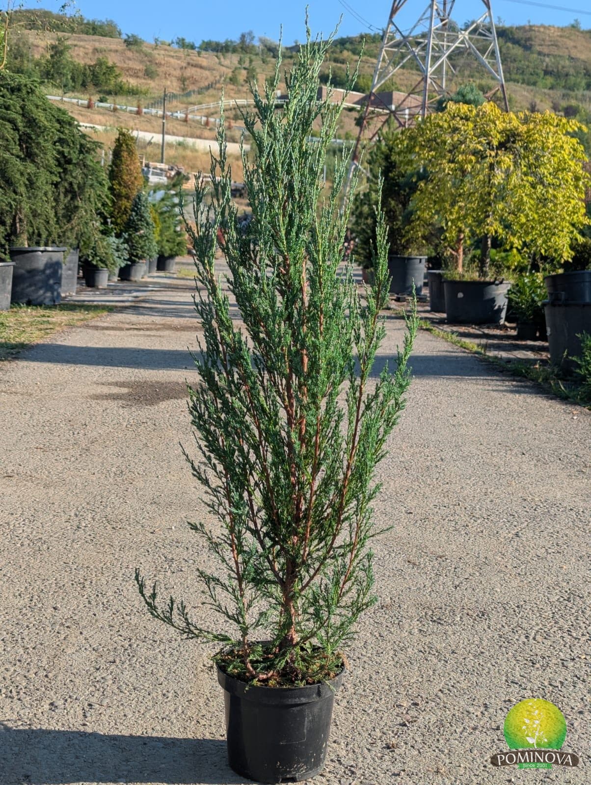 Ienupăr 'Blue Arrow' (Juniperus scopulorum 'Blue Arrow') — imagine 2