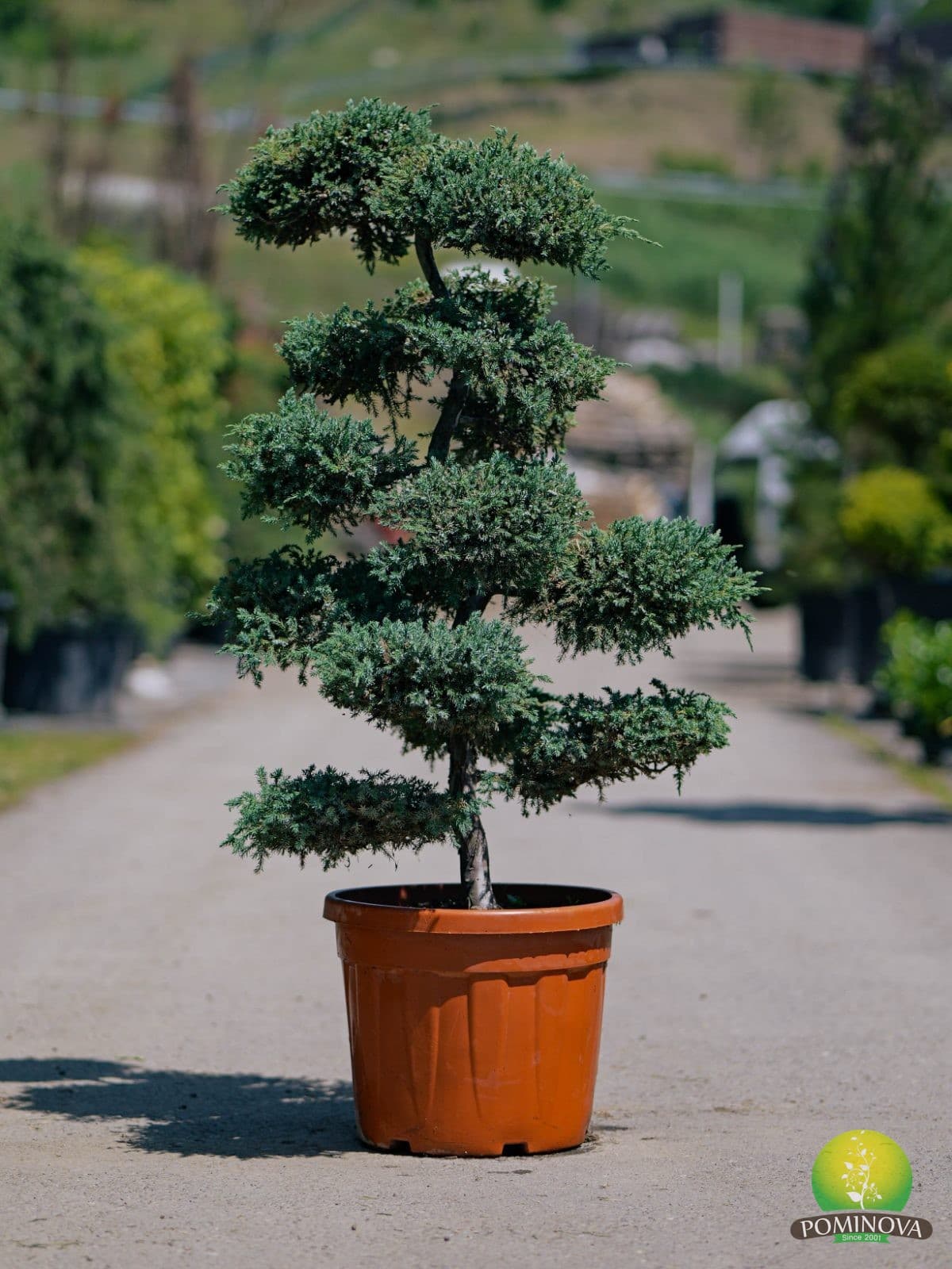Ienupăr Blue Carpet - Bonsai (Juniperus squamata 'Blue Carpet' - Bonsai)