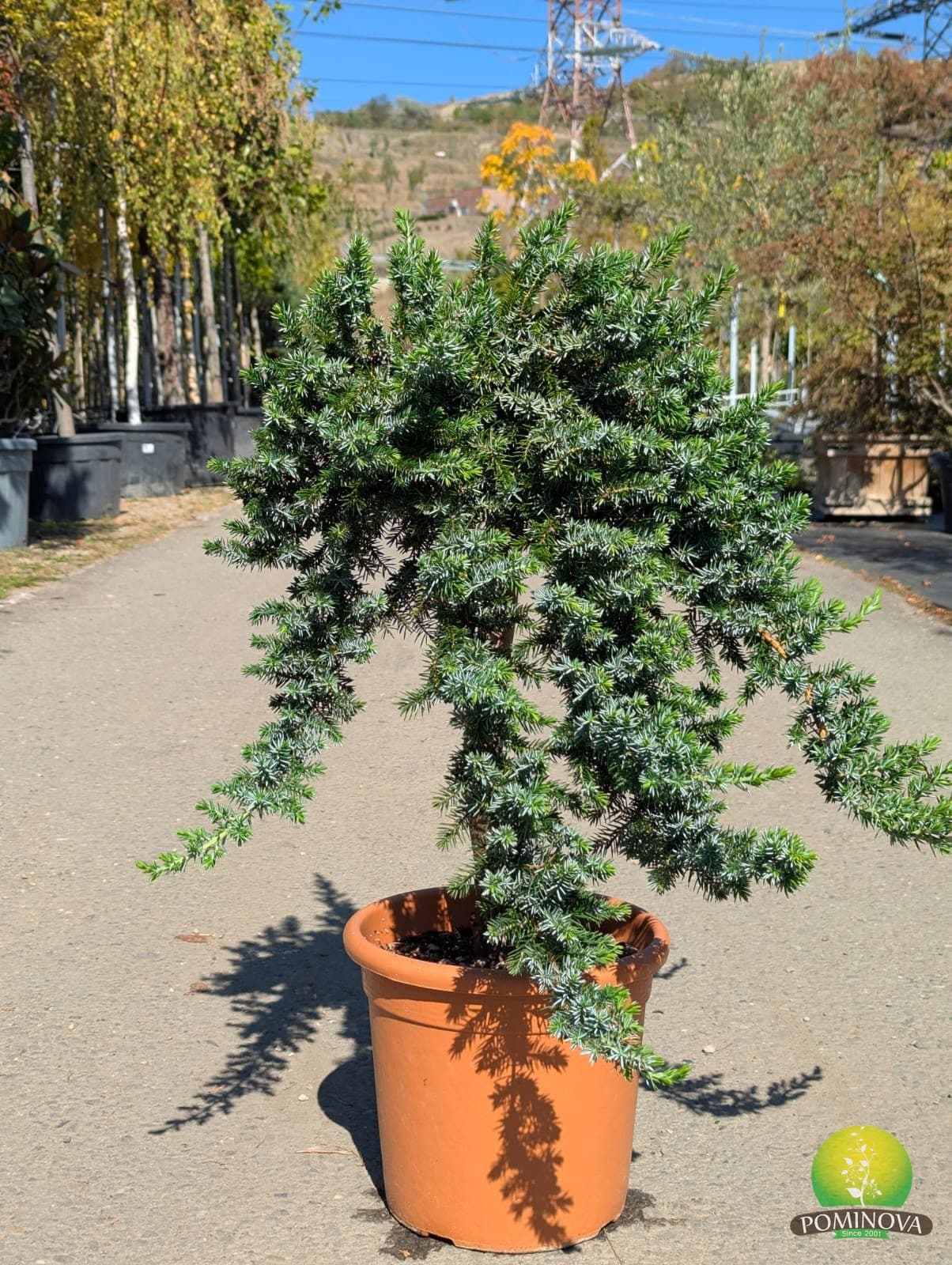 Ienupăr 'Blue Pacific' - Altoit pe trunchi (Juniperus conferta 'Blue Pacific') - imagine 1