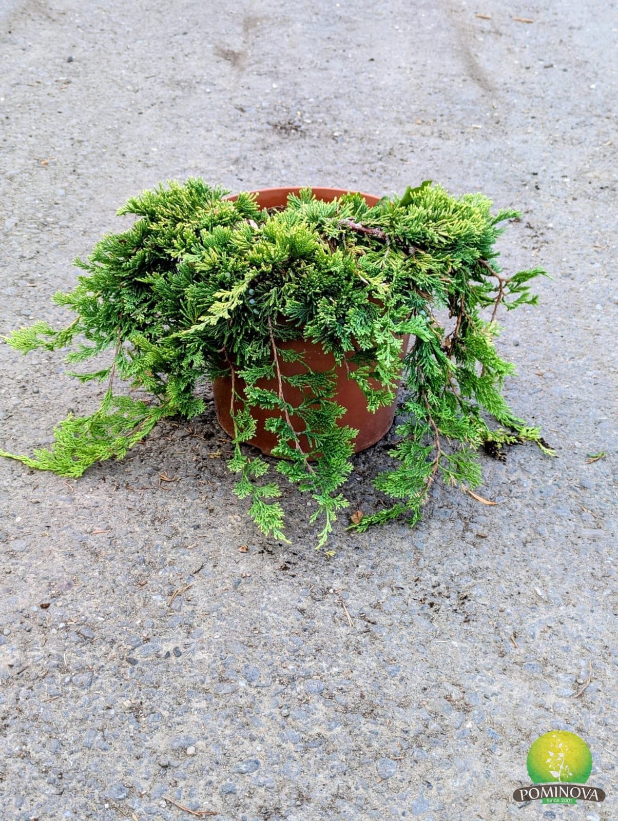 Ienupăr - Diferite specii (Juniperus - Mixt) — imagine 1
