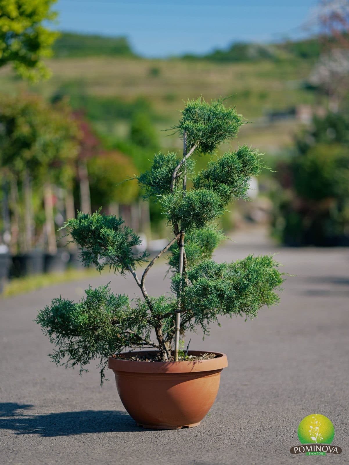Ienupăr 'Grey Owl' - Bonsai
