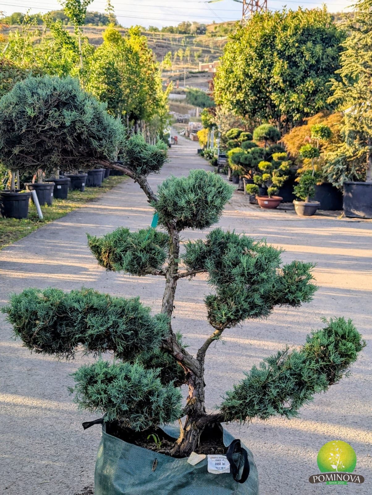 Ienupăr 'Grey Owl' - Bonsai — imagine 1