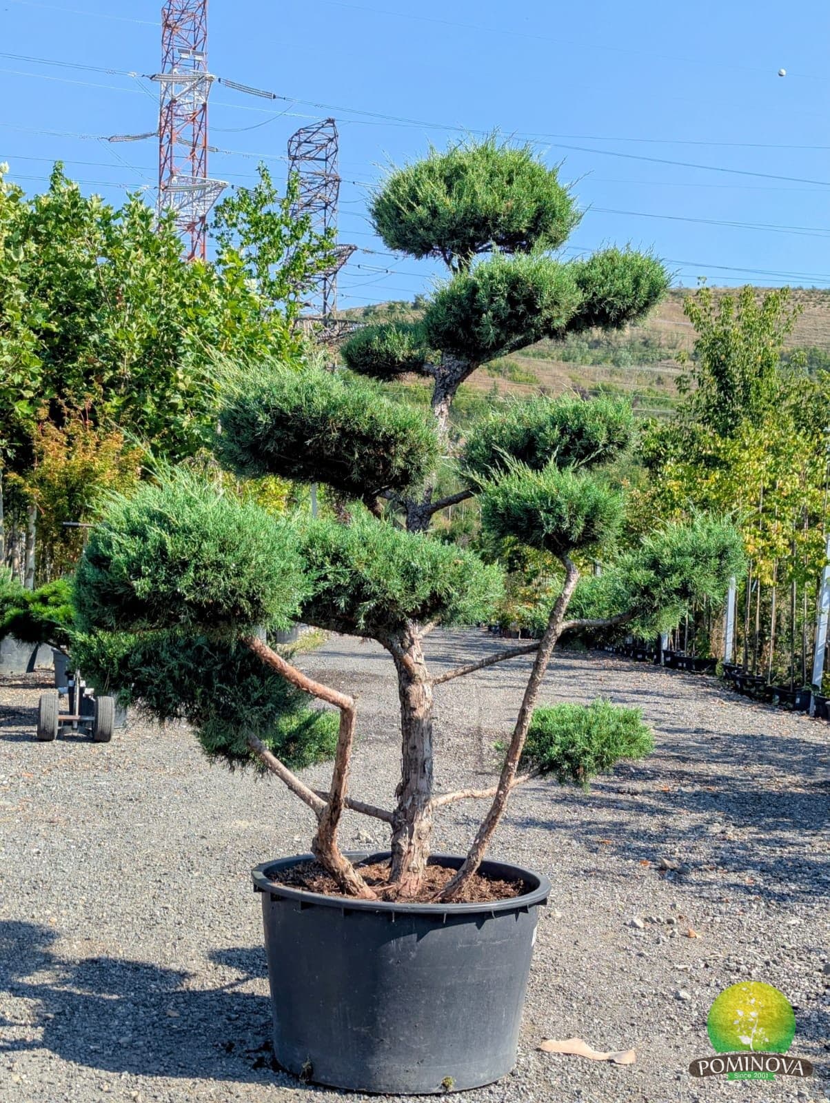 Ienupăr Hetz - Bonsai (Juniperus virginiana 'Hetz' – Bonsai) — imagine 1