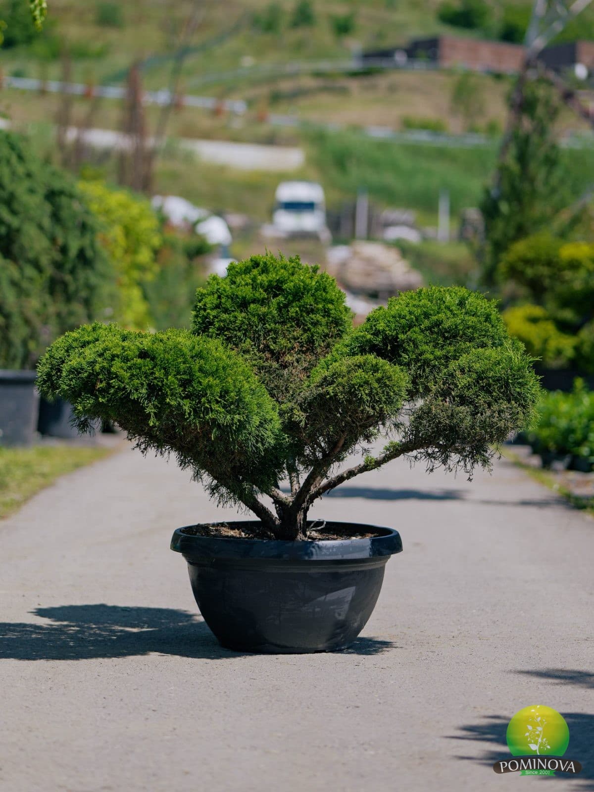 Ienupăr Mint Julep - Bonsai (Juniperus chinensis 'Mint Julep' - Bonsai)