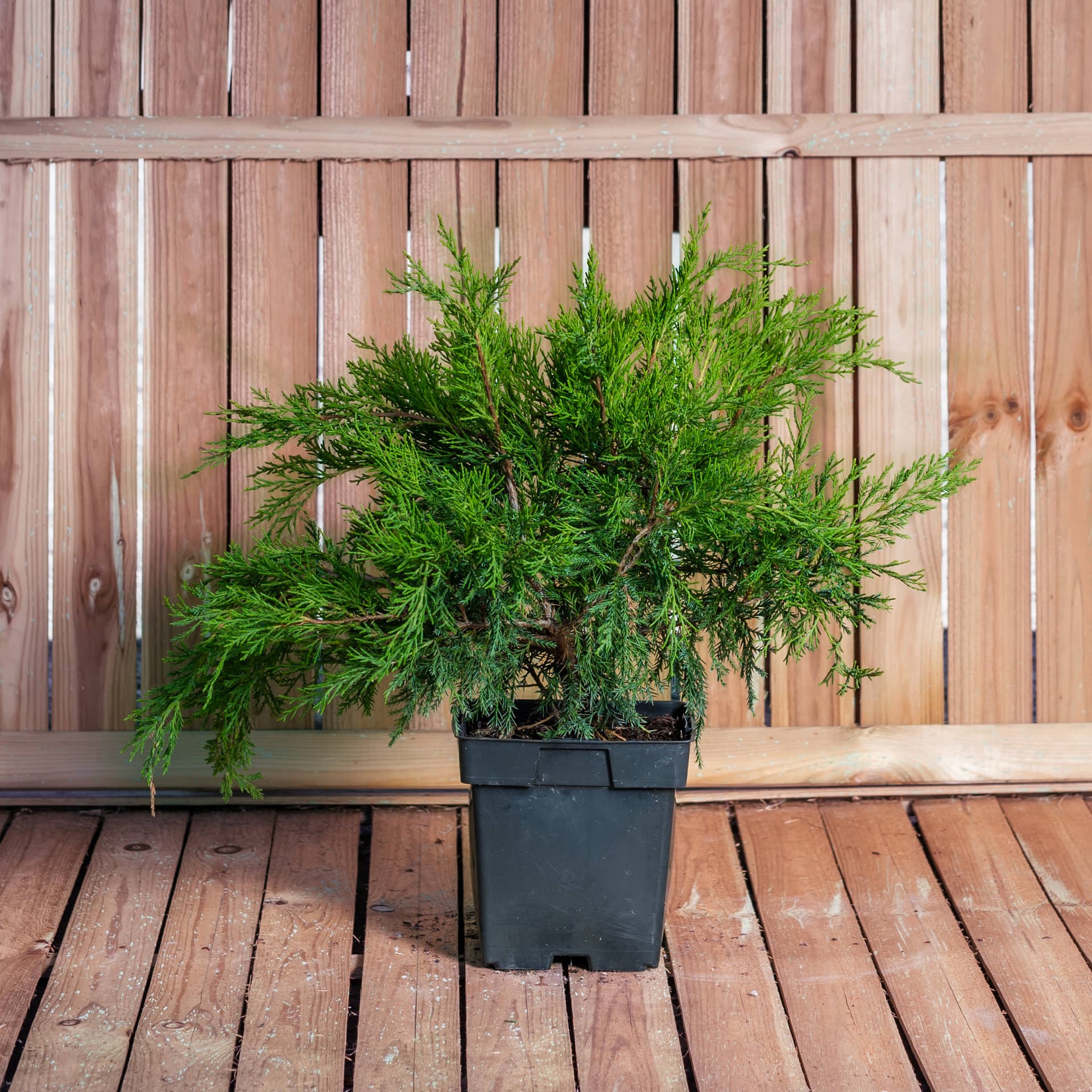 Ienupar semi-tartor (Juniperus x pfitzeriana 'Mint Julep')