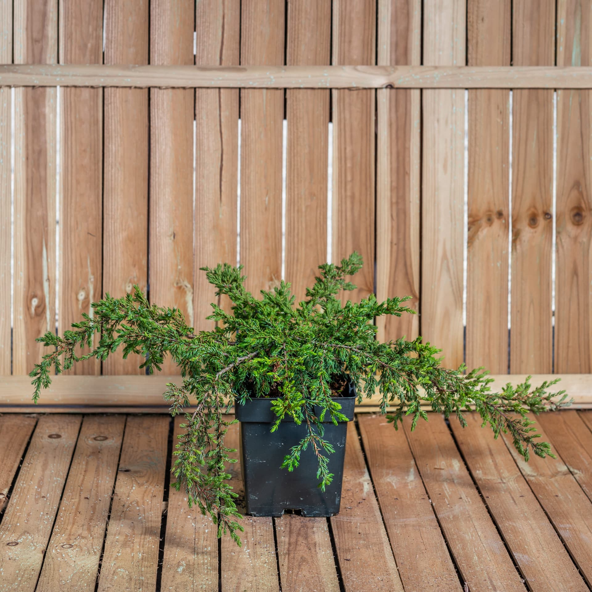Ienupar târâtor (Juniperus communis 'Repanda')