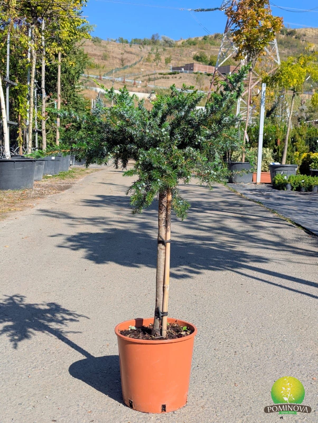 Ienupar târâtor - Altoit (Juniperus conferta 'Schlager') - imagine 1