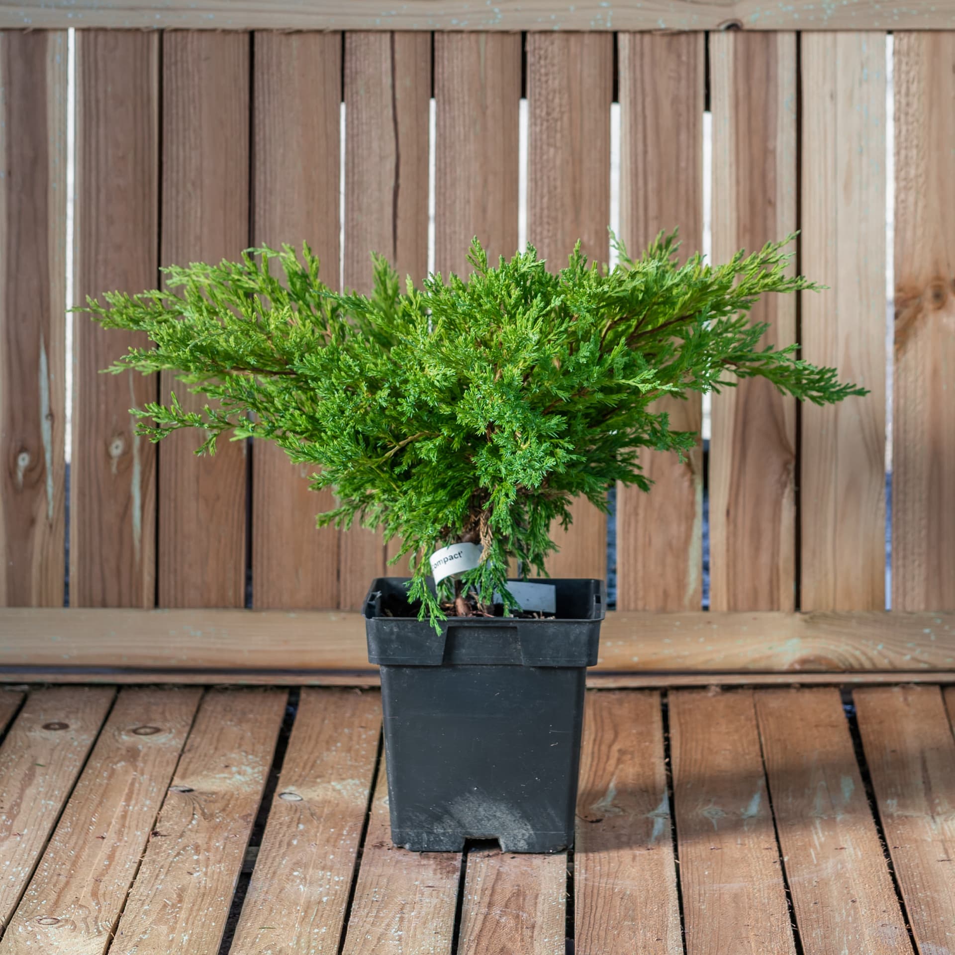 Ienupar târâtor 'Andorra Compacta' (Juniperus horizontalis 'Andorra Compacta')