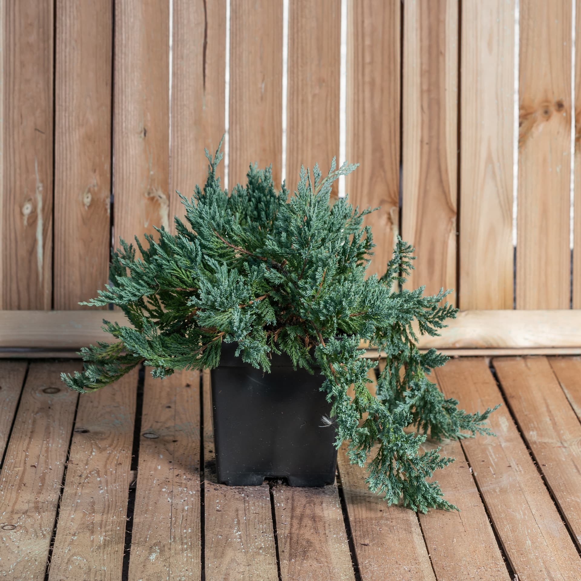 Ienupar târâtor (Juniperus horizontalis 'Blue Chip') - imagine 1