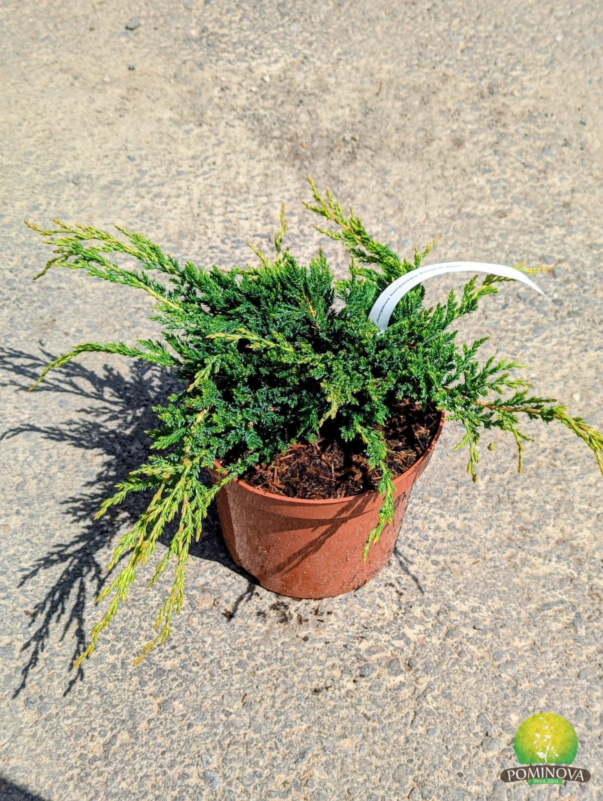 Ienupar târâtor (Juniperus horizontalis 'Prince of Wales')