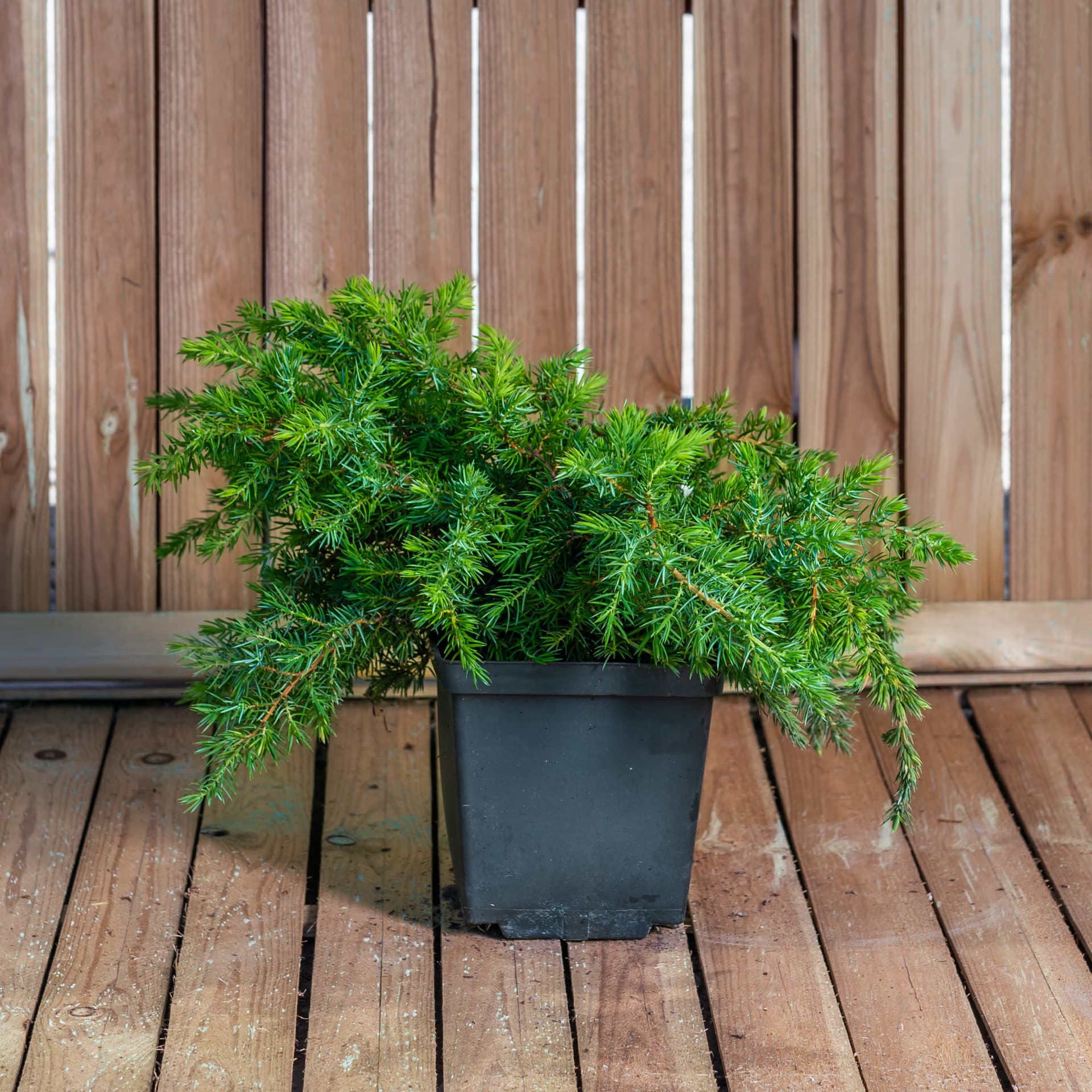 Ienupar târâtor (Juniperus conferta 'Schlager') - imagine 1