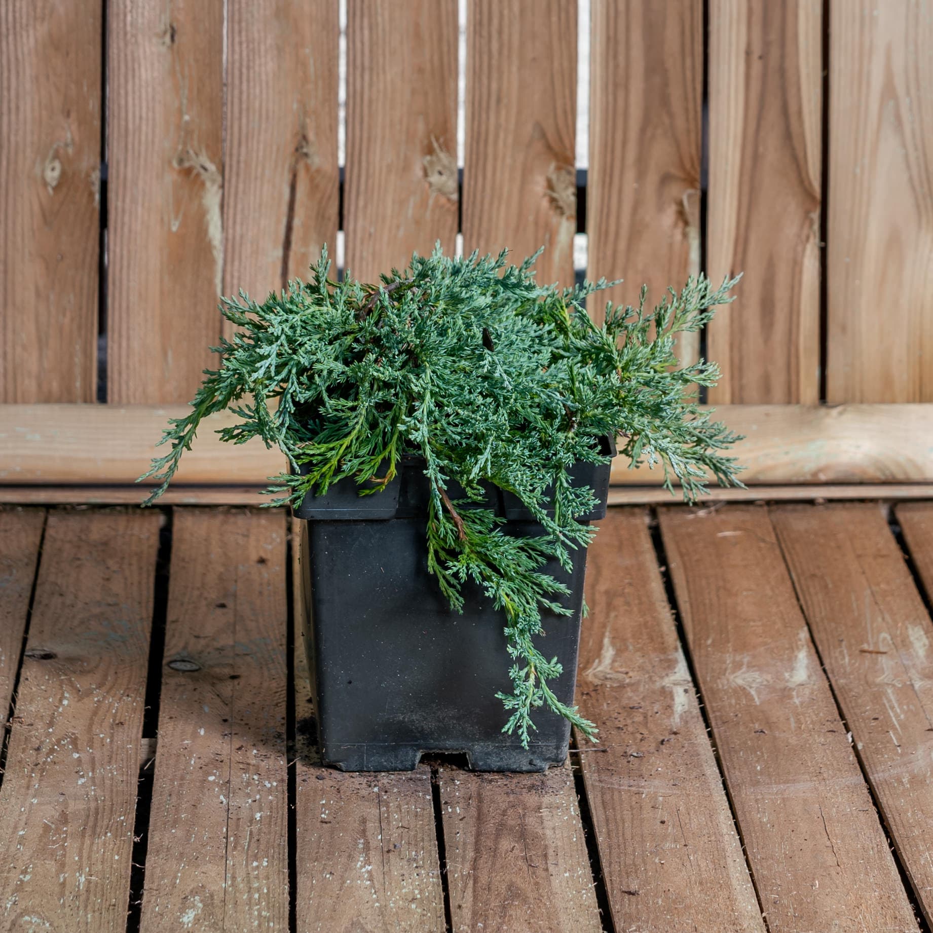 Ienupar târâtor (Juniperus horizontalis 'Wiltonii') - imagine 1